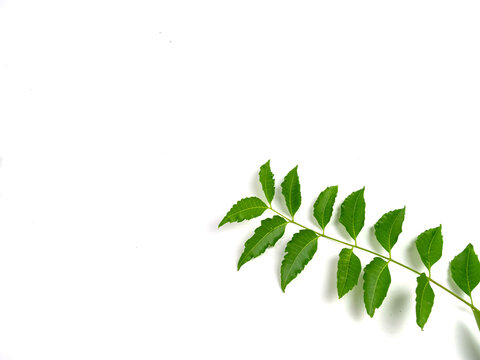 Herbs, green neem leaves, isolated on white background.