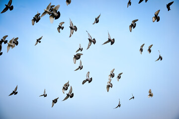 Flock of pigeons flying across a clear blue sky