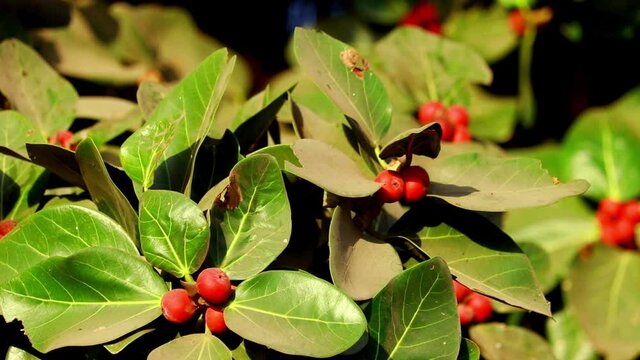 Banyan tree with red fruits,red of banyan tree and leafs(Ficus benghalensis),
