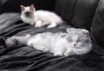 Two cats sitting relaxed on the couch