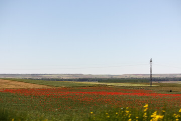 Field of poppies, Southern France