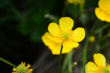 自然の草花たち