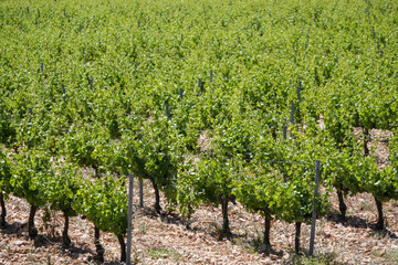 Fototapeta na wymiar Rows of vines in vineyard, Provence, France