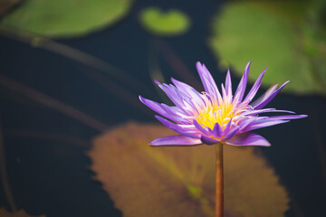 violet lotus flower blossom or water lily blooming in pond with sunlight in garden outdoor nature.