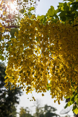 Multiply flowers, a beautiful yellow color in the garden.