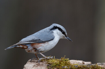 Eurasian nuthatch