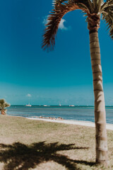 palm tree on the beach