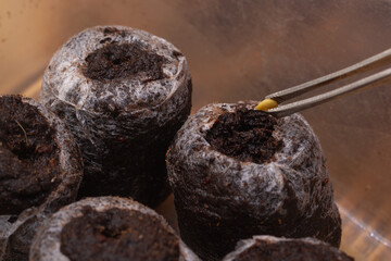Planting vegetable seeds in a pot with black soil for growing seedlings