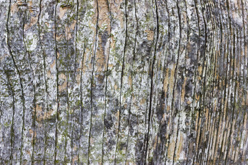 Detail of heavily weathered wood showing cracking along the grain
