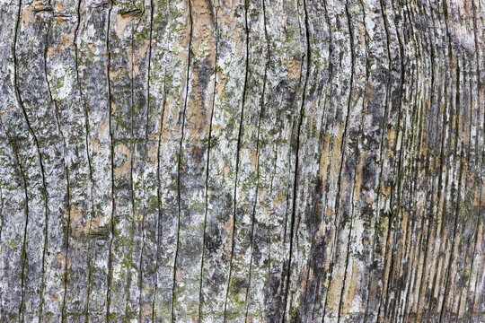 Detail of heavily weathered wood showing cracking along the grain