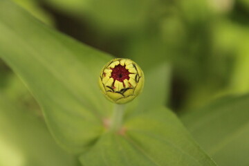 yellow tulip flower