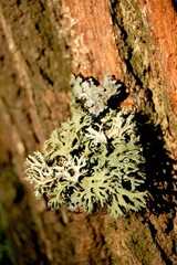large moss growing on a tree