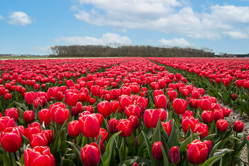 Beautiful tulip fields with brightly colored tulips on the farmland in the North Holland...