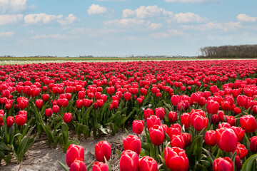 Beautiful tulip fields with brightly colored tulips on the farmland in the North Holland countryside, the Netherlands