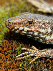 European wall lizard on a mossy surface, close-up