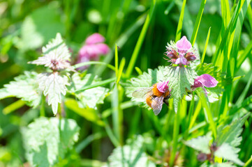 Little bee on a flower in a woodland in spring time