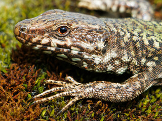 European wall lizard on a mossy surface, close-up