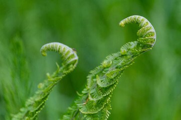 Green details in a little woodland in spring time