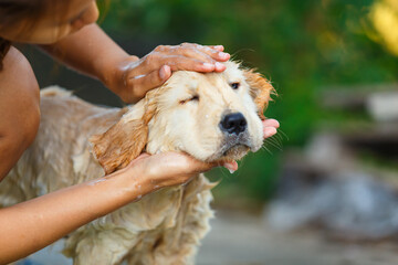 A Golden retriever puppy bathing with happy moment.