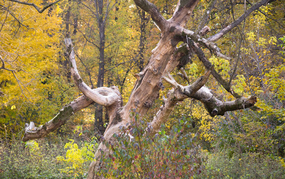 snag dry old trees in the forest green leaves