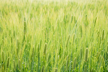 一面に広がる麦畑