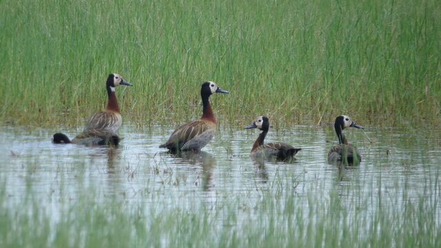 country goose and geese