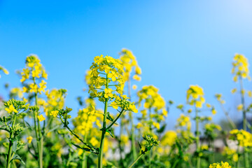 Rapeseed flowers and natural landscape blooming in summer in China