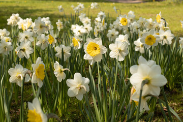 wei&szlig;-gelbe Narzissen