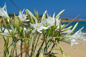 flowers on the beach