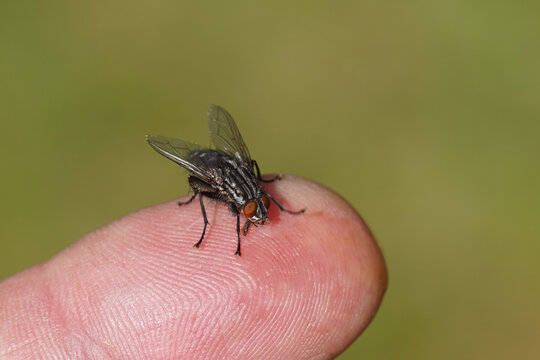 Female Flesh fly, Sarcophaga. Family Flesh flies, Sarcophagidae. On a finger in a Dutch garden. Spring, Netherlands, April