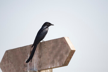 Black Drongo