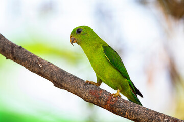 Blue - crowned Hanging Parrot