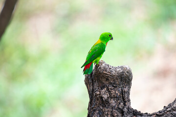 Blue - crowned Hanging Parrot