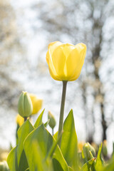 gelbe Tulpe in Nahaufnahme