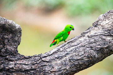 Blue - crowned Hanging Parrot