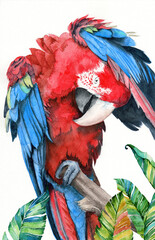 Watercolor illustration of a large parrot with colorful red and blue wings preening its feathers with its beak
