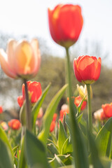 Tulpen von unten orange und rosa