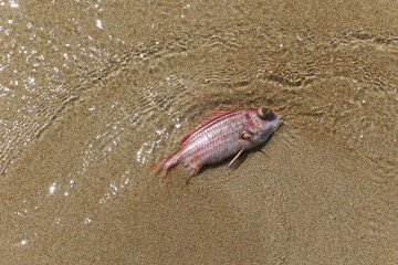 A dead little fish washed up on the seashore. Environmental problem concept