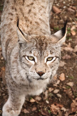 Lynx
