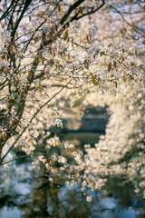 Blooming spring tree bloom at the lake.