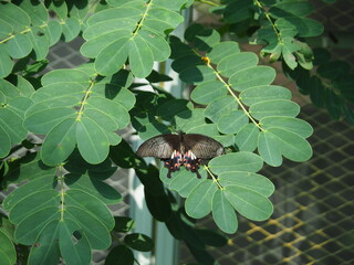 Butterfly with sunlight in garden