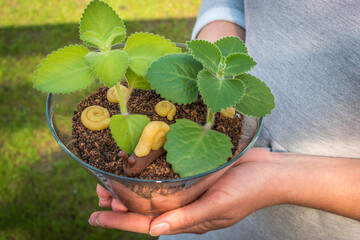 Chocolate pudding in a glass bowl decorated with chocolate shavings like soil, a snail made of...