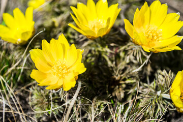 Wildflowers, Adonis spring. The first flowers of spring, the beginning of a new life. The concept of a bright new, yellow life.