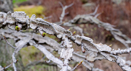 Sweetgum Tree (Liquidambar styraciflua) in spring without leaves. Unusual Branches of the tree.
