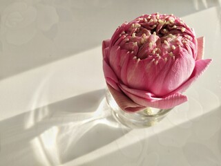 Pink Lotus in glass water on white table in sunlight. Flower background concept.