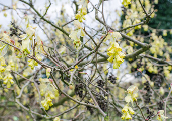 Willmott Winter Hazel (Corylopsis willmottiae)