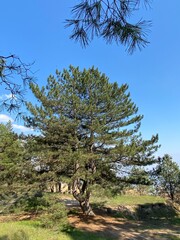 pine tree in the mountains