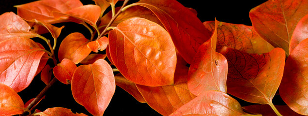 Lotus tree leaves. Autumn colors banner on black background