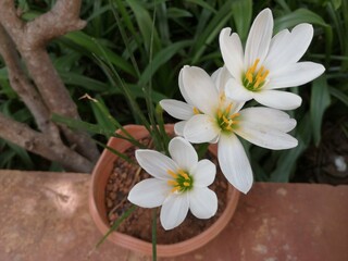 Zephyr lily flowers clicked at Bengaluru India