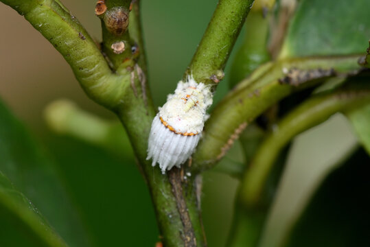 cochenille